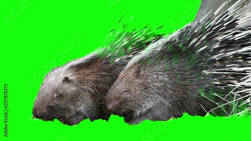 Two porcupines eating food on green screen background