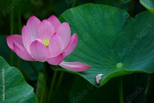 ピンクの花びらが葉に落ちる古代蓮　埼玉県浦和暮らしの博物館