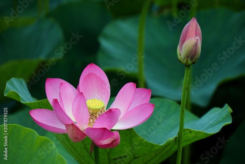静かに花開くピンクの古代蓮　埼玉県浦和暮らしの博物館