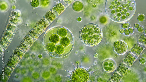 Microscopic algal cell cluster under magnification, showing green photosynthetic microorganism, freshwater ecology, biological cell structure detail
