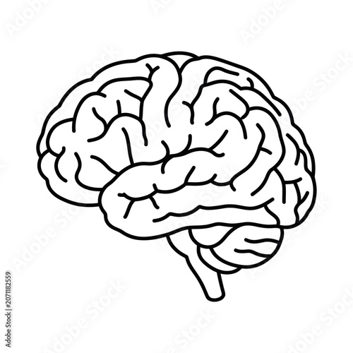 Fotografía Human brain lobes anatomical line drawing.