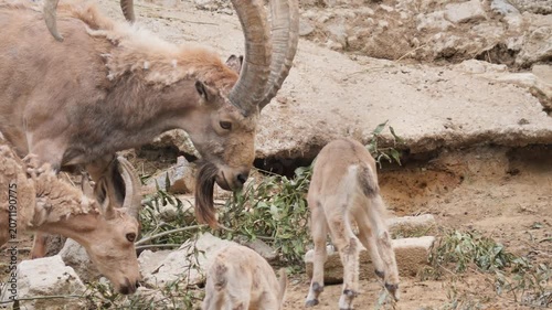 Alpine ibex family with cute young kids and large male foraging on steep slope.
