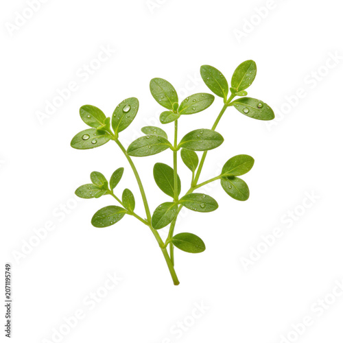 Fresh organic thyme herb sprig with water droplets isolated on white background, aromatic culinary plant