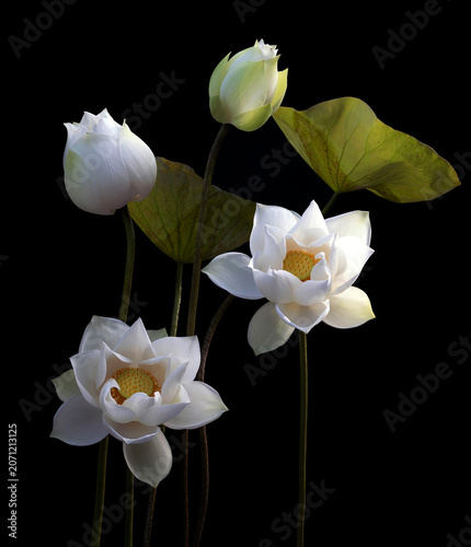 Mesmerized by the beauty of the white lotus flower.
