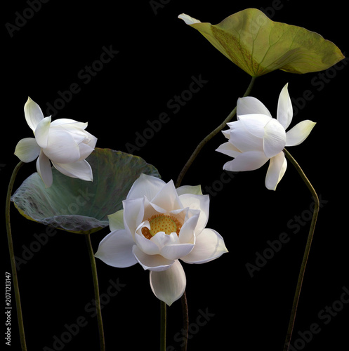 Mesmerized by the beauty of the white lotus flower.