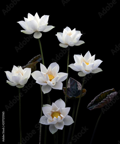 Mesmerized by the beauty of the white lotus flower.