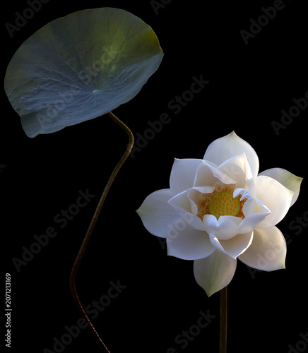 Mesmerized by the beauty of the white lotus flower.