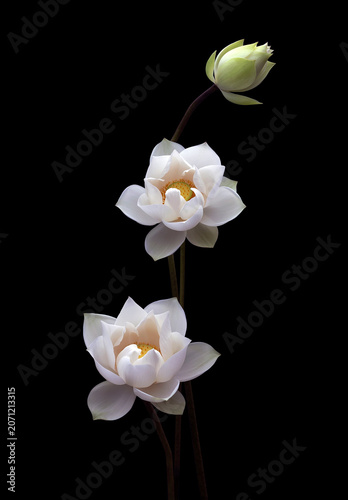 Mesmerized by the beauty of the white lotus flower.