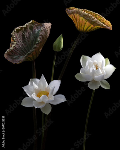 Mesmerized by the beauty of the white lotus flower.
