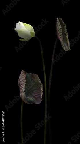 Mesmerized by the beauty of the white lotus flower.
