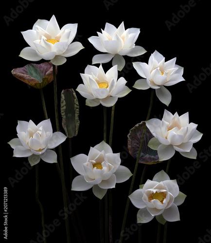 Mesmerized by the beauty of the white lotus flower.