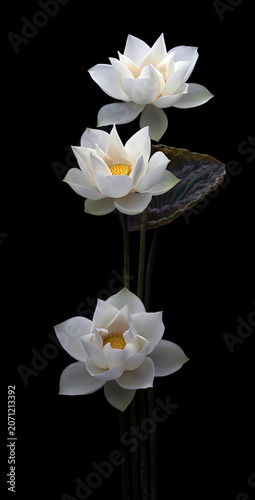 Mesmerized by the beauty of the white lotus flower.
