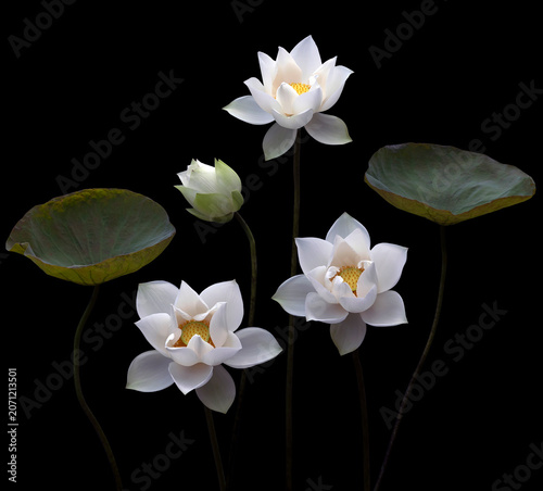 Mesmerized by the beauty of the white lotus flower.