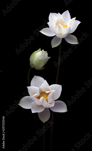 Mesmerized by the beauty of the white lotus flower.