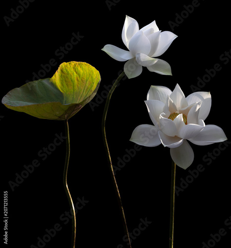 Mesmerized by the beauty of the white lotus flower.