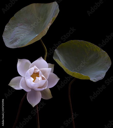 Mesmerized by the beauty of the white lotus flower.