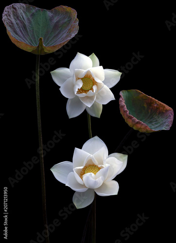 Mesmerized by the beauty of the white lotus flower.