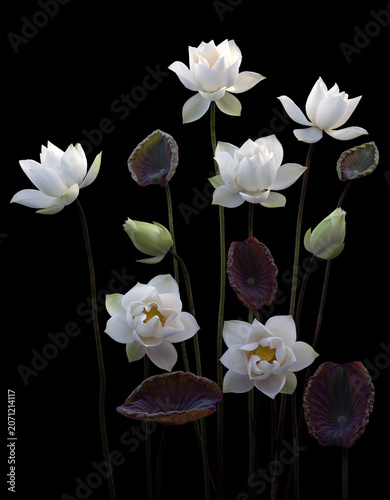 Mesmerized by the beauty of the white lotus flower.