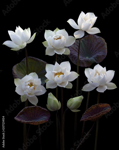 Mesmerized by the beauty of the white lotus flower.