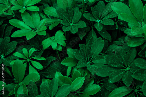 A dense and lush background of dark green tropical foliage reveals natural patterns and textures, perfect for refreshing and natural botanical designs. A natural background concept.