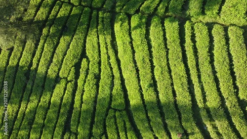 Overhead spinning drone view of sustainable organic tea farm landscape showing unique natural texture.