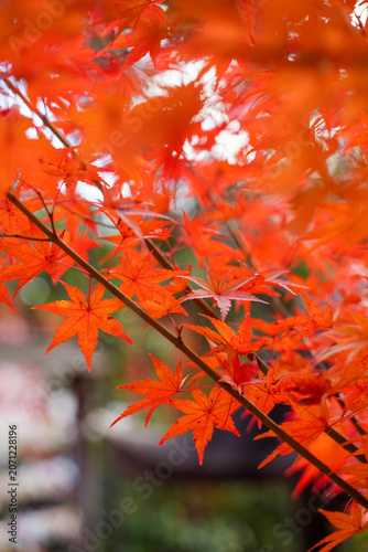 京都の寺院の庭の真っ赤に紅葉した楓