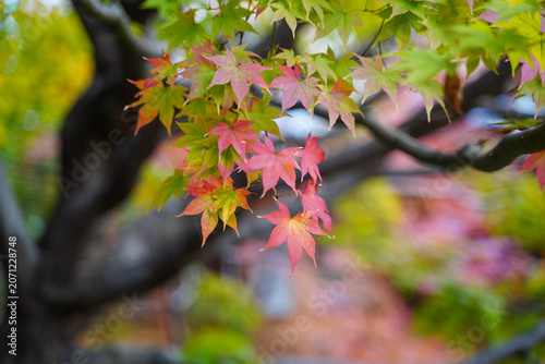 京都の寺院の楓がカラフルに紅葉した庭の風景