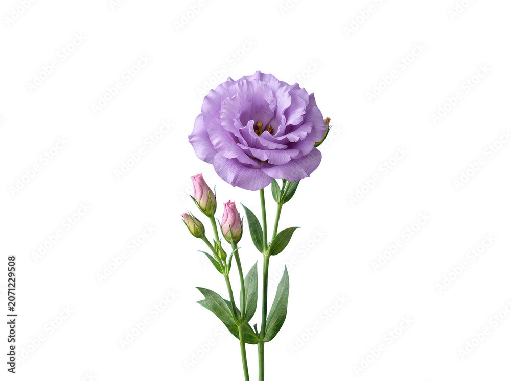Fototapeta premium Beautiful purple lisianthus flower with two small buds