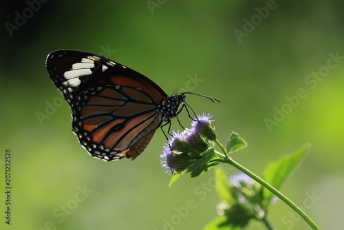 Danaus Genutia (Common Tiger) is common in secondary forest and open land.
Both sexes visit flowers and rarely come to puddles to suck water.
Pang Sida National Park in Sa Kaeo Province, Thailand.