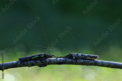 Asian Bark Katydid (Sathrophyllia rugosa) is a large,  master of camouflage. Renowned for its incredible resemblance to tree bark and lichen.
Pang Sida National Park in Sa Kaeo Province, Thailand.