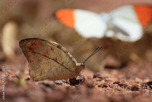 Hebomoia glaucippe (Great Orange Tip)  ,is a butterfly belonging to the family Pieridae, that is the yellows and whites. 
Pang Sida National Park in Sa Kaeo Province, Thailand.