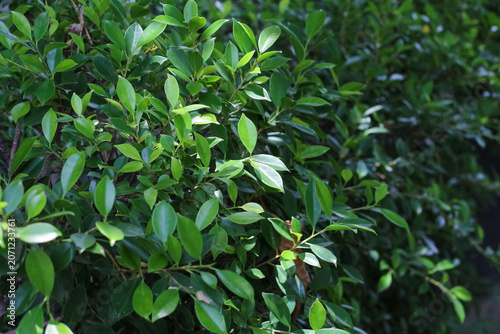 Lush green ficus leaves create a dense natural background with dappled sunlight