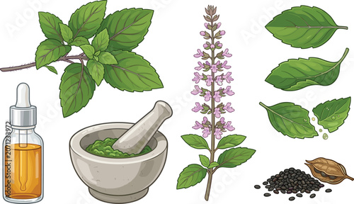 Photos Holy basil herb collection with medicinal leaves essential oil seeds and natural
