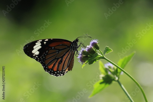 Danaus Genutia (Common Tiger) is common in secondary forest and open land.
Both sexes visit flowers and rarely come to puddles to suck water.
Pang Sida National Park in Sa Kaeo Province, Thailand.