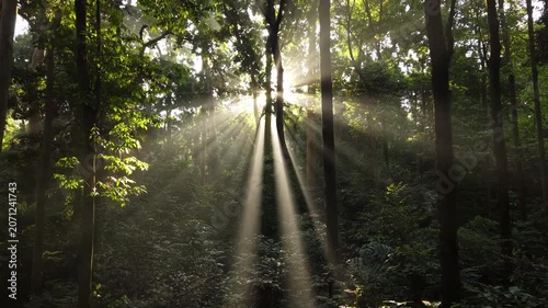 Drone backward revealing shot of morning sunbeams shining through lush green forest trees canopy, cinematic crepuscular sun rays in tropical jungle