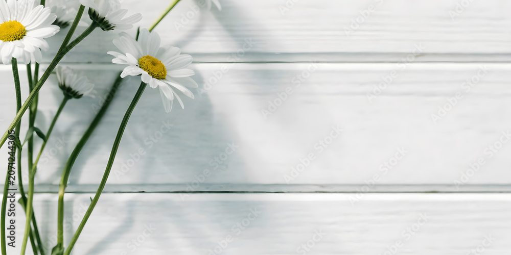 Obraz premium White daisy flowers on white wooden plank background with soft sunlight and shadows.