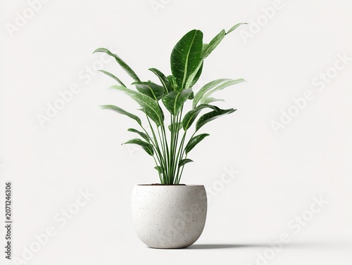 Potted plant on white background, indoor gardening, green leafy plant