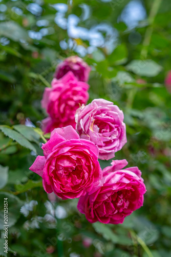 Close-up of a pink rose