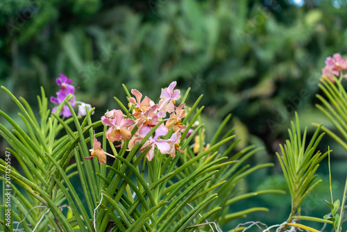 Foto Pastel Vanda Orchids Close Up