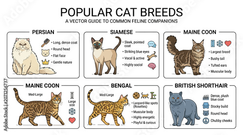 Popular Cat Breeds Shown Here.
