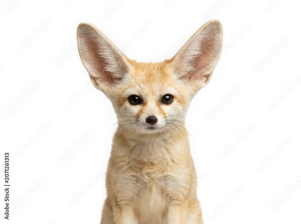Obraz premium Front view portrait of young fennec fox with large ears and transparent background