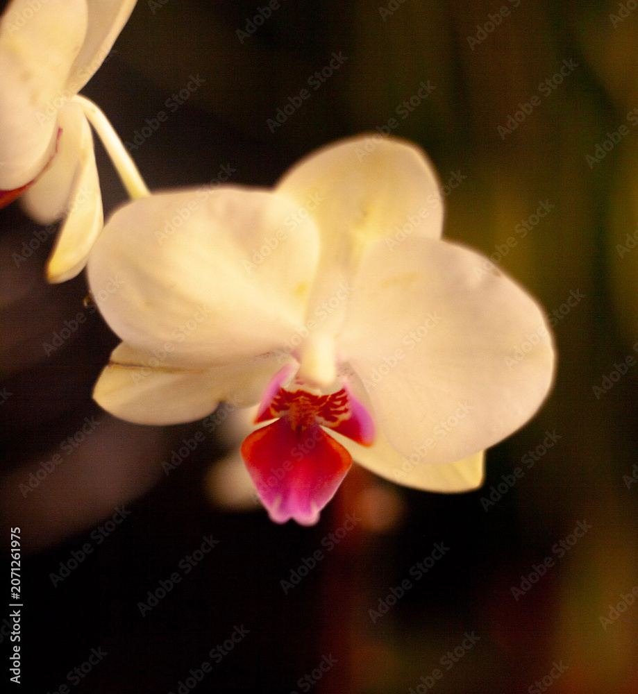 Fototapeta premium orchid on black