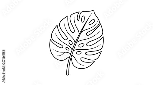 Monstera leaf illustration.