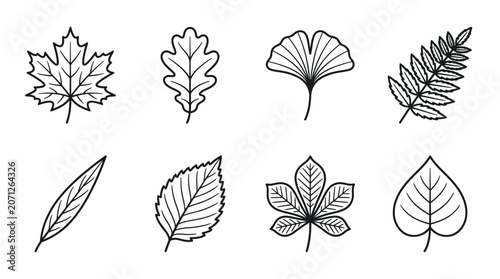 Variety of Different Leaf Types.