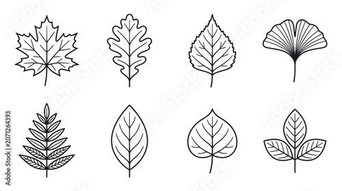 Variety of leaf shapes.