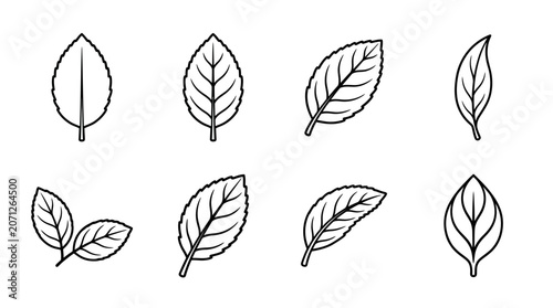 Various Leaf Shapes and Forms.