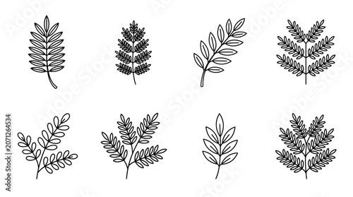 Various Fern Leaf Illustrations.