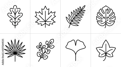 Various Leaf Shapes and Types.