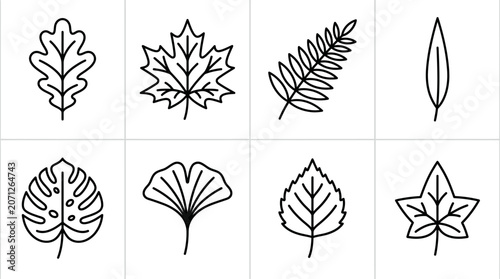 Various Types of Leaves Illustration.