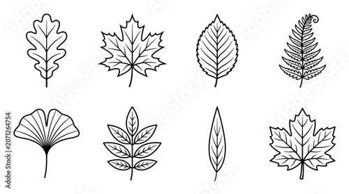 Various Types of Leaves Illustration.